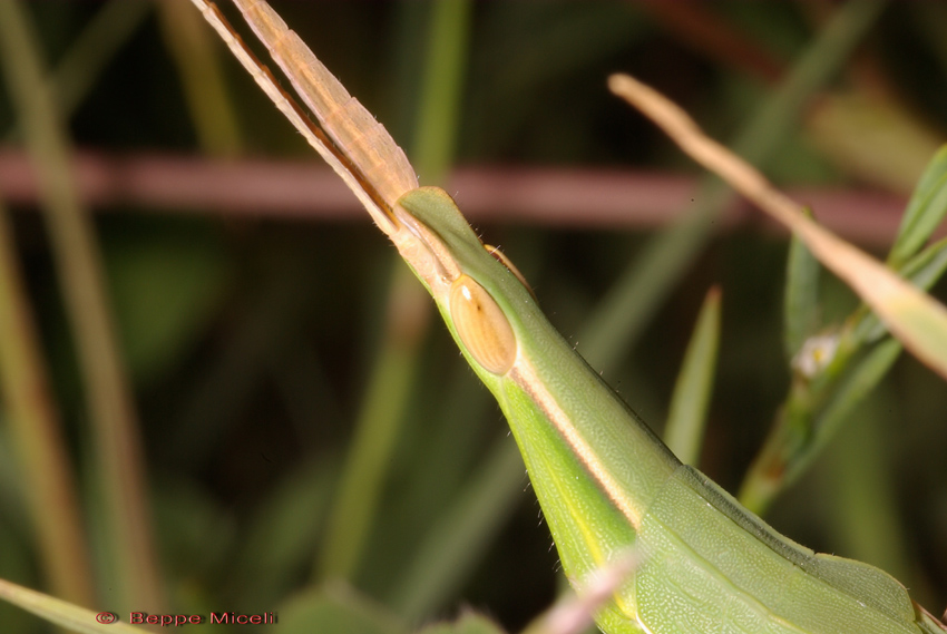 Acrida sp.